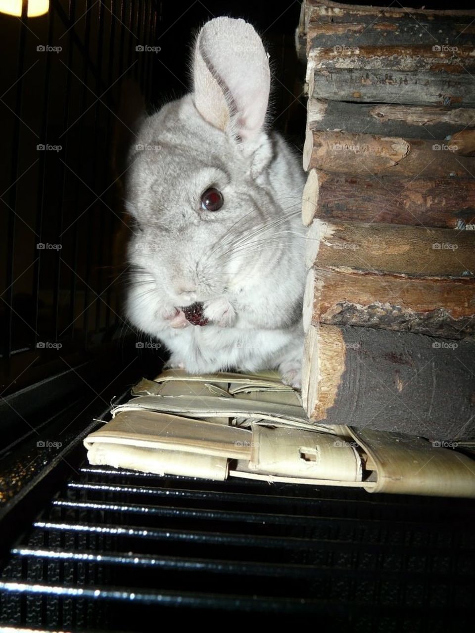 Sinister chinchilla!