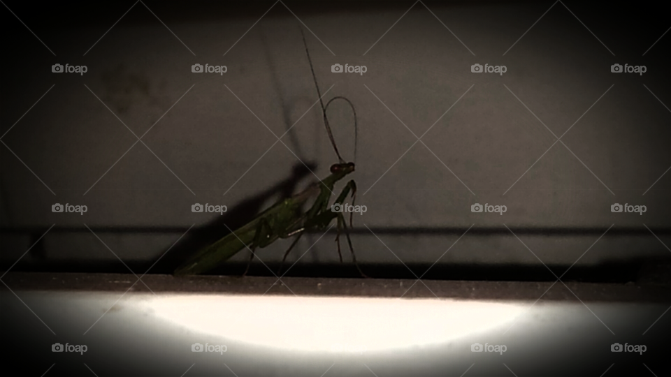Shadow of Grasshopper