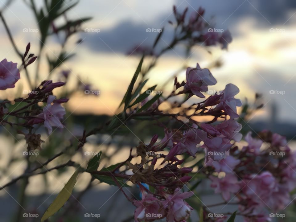 Sunset and flowers, both are things i like so this is perfection for me.