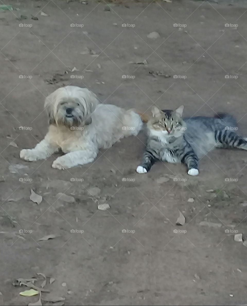 simpática imagen de un perro y un gato pequeños disfrutando de un descanso en la vereda, en total armonía.