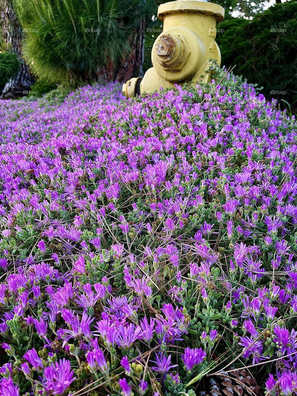 Urban Plants with Fire Hydrant