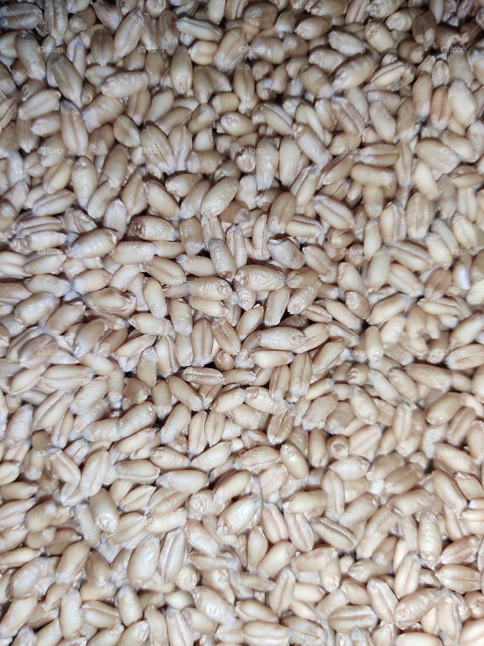 Wheat🌾🌾🌾🌾🌾