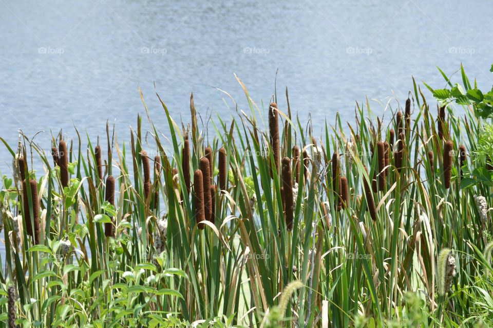 Cat tails