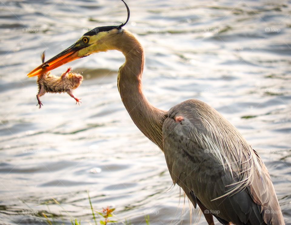 The heron grabbed the chipmunk and ate it.