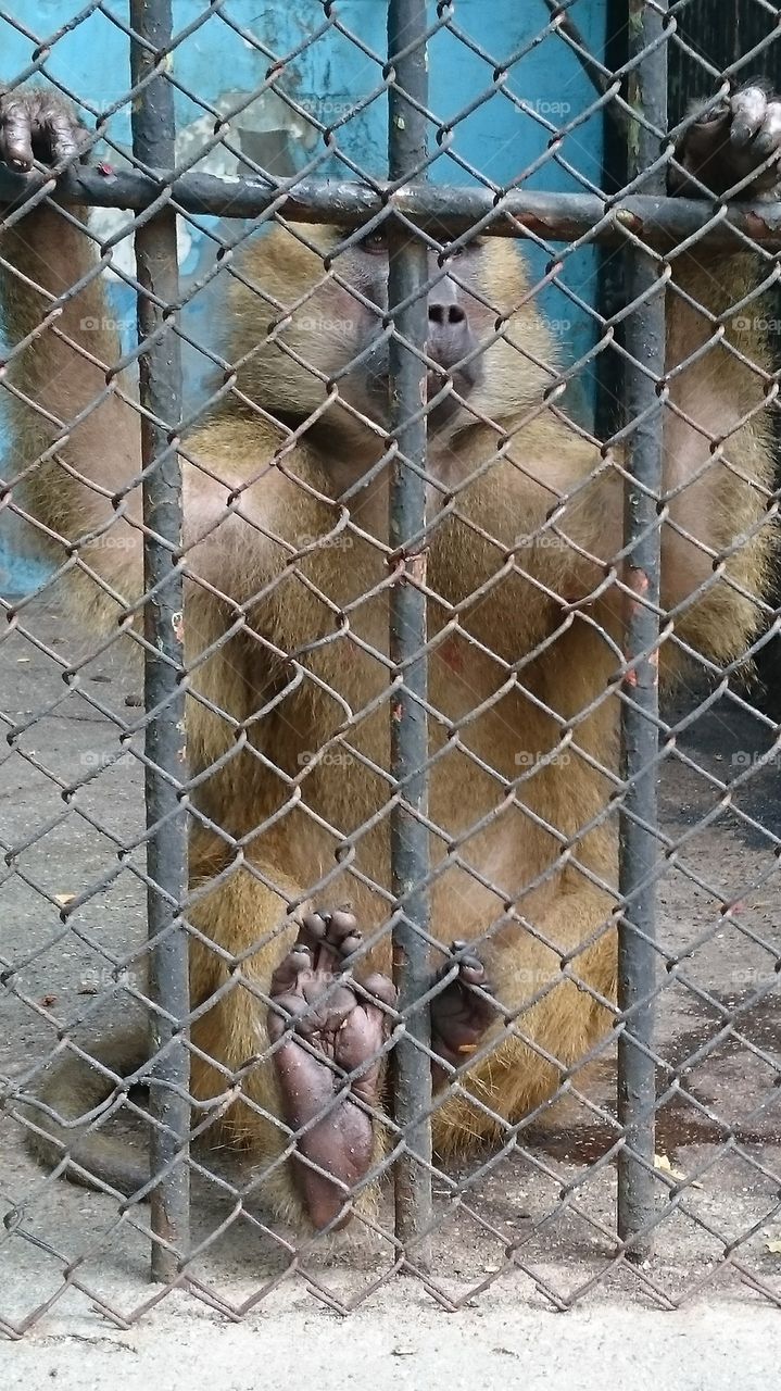 Cage, Monkey, Mammal, Fence, Animal