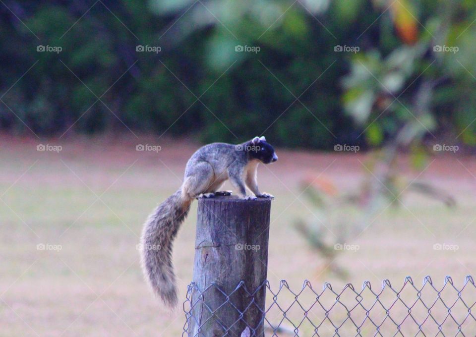 Checking out the view from the fence post