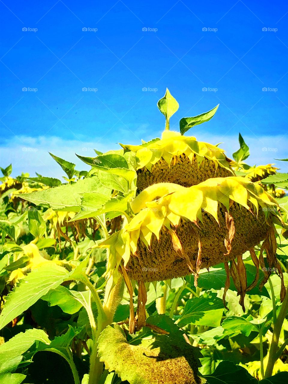 Drooping sunflowers crop at a local farm soon to be harvested blue sky September day 