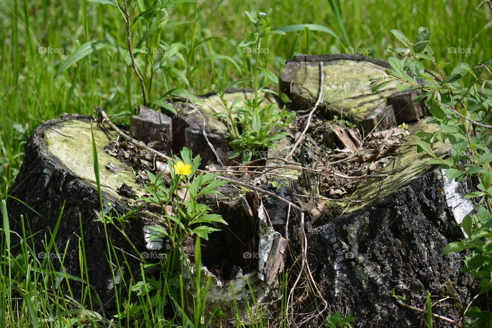 Nature, Grass, Flora, Outdoors, Wood