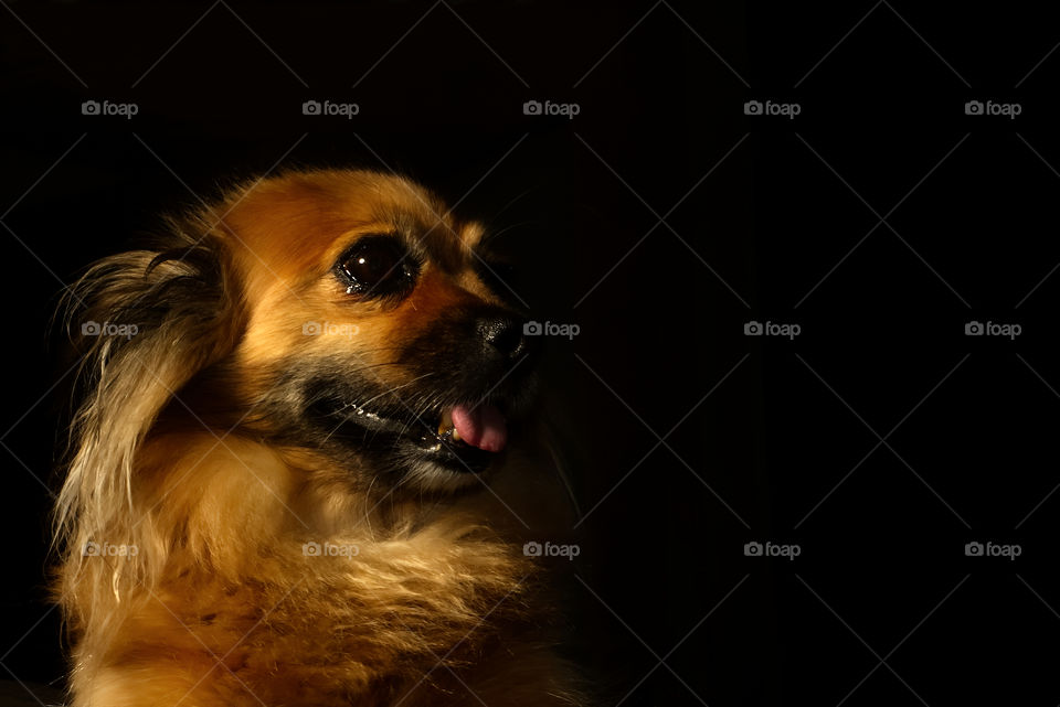 Dog with black background