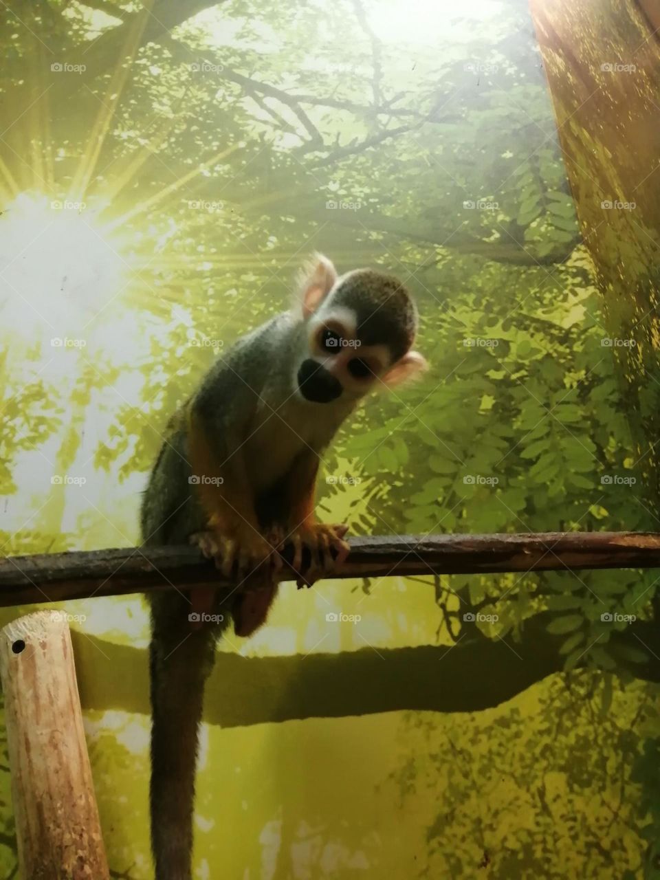Cute monkey