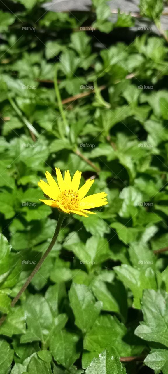 A yellow flower is the most beautiful of all and it makes me smile.