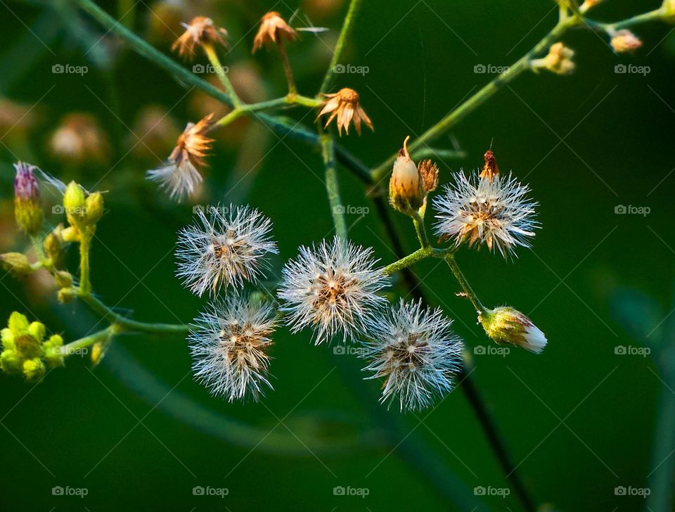 dandelion flower