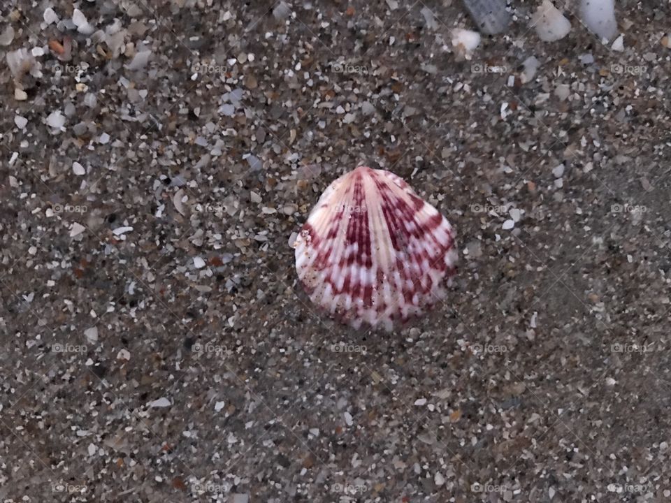 Lone seashell on sand