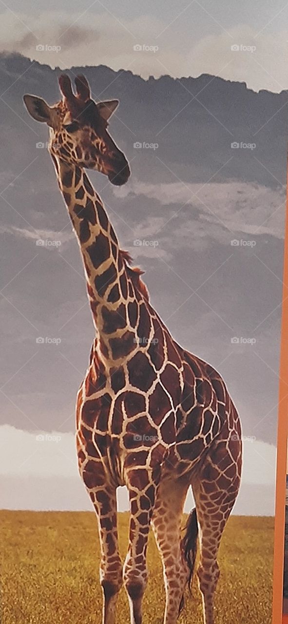 A giraffe relaxing at the national park and looking for food.