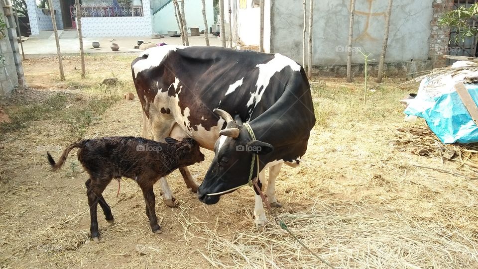 Cow and new born calf