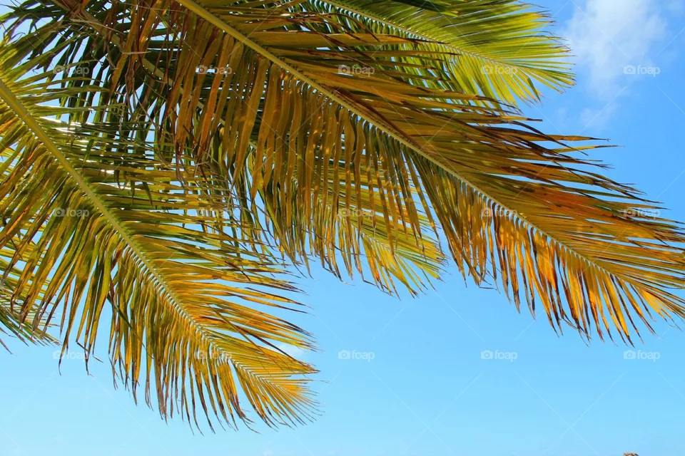 Palms 