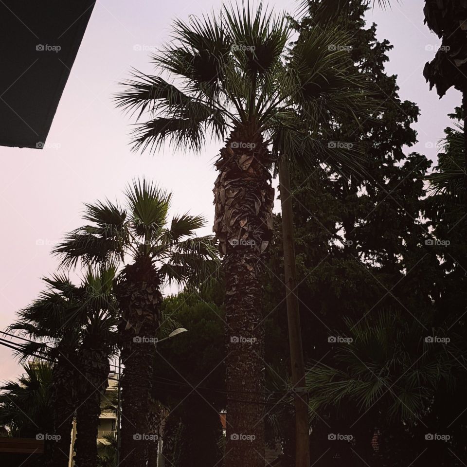sunset izmir bornova palm trees