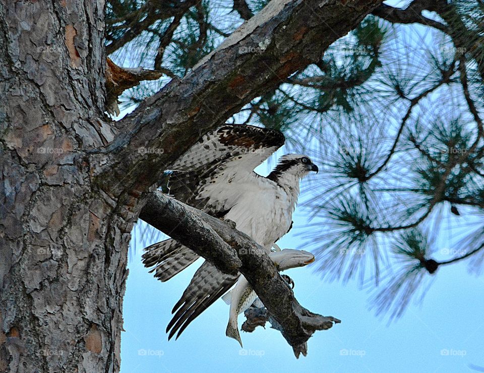 Wild Animals of The United States Foap Missions - An Osprey just landed on a limb in a pine tree after catching a trout 