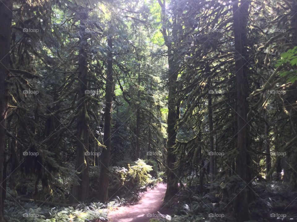 A trail passing through the beautiful enchanted forest with big old growth trees and the sun shining through 