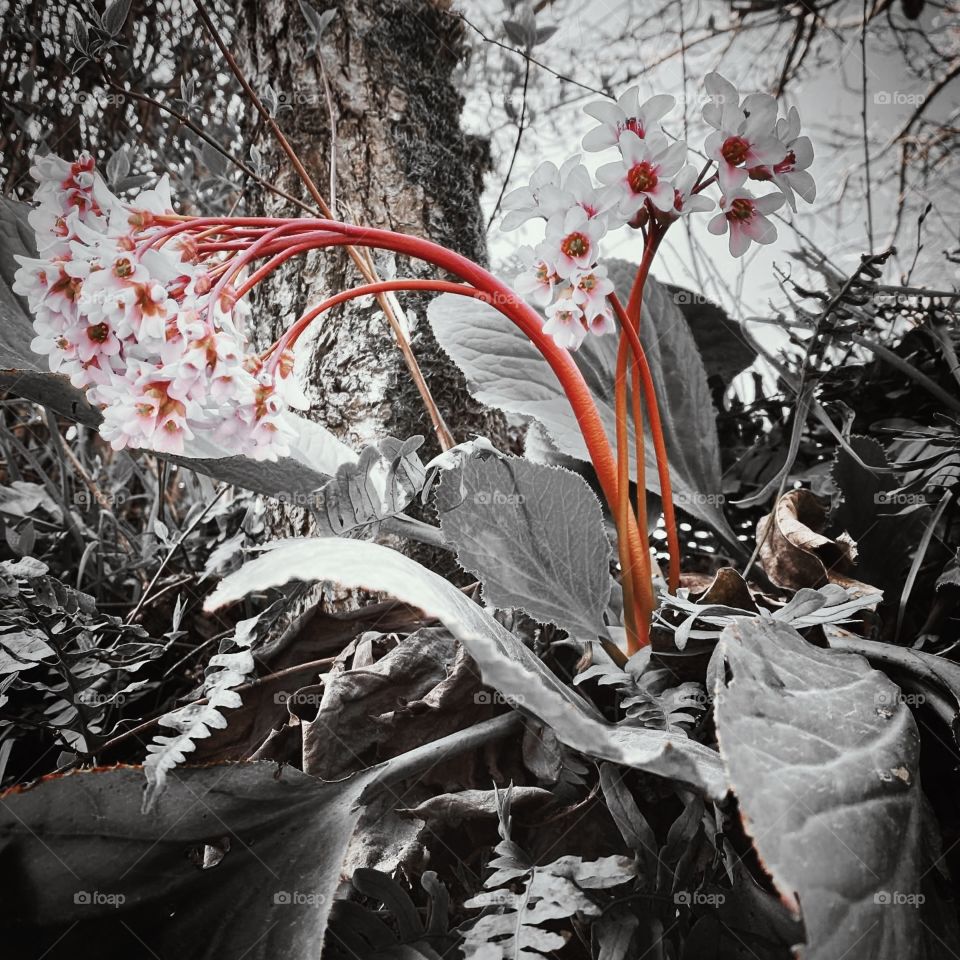 A touch of color in a world of muted color