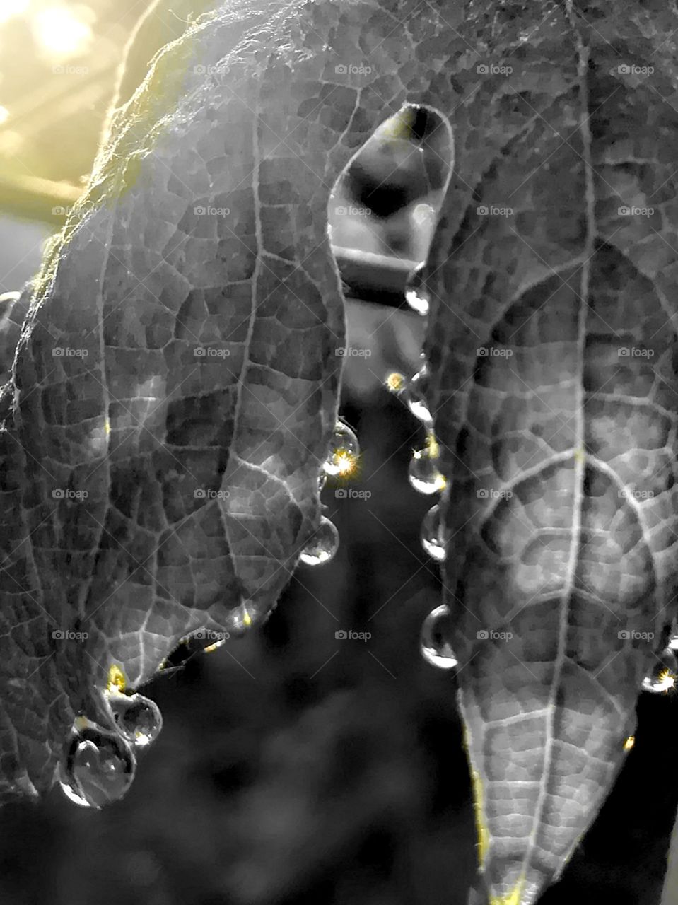 Drops of life