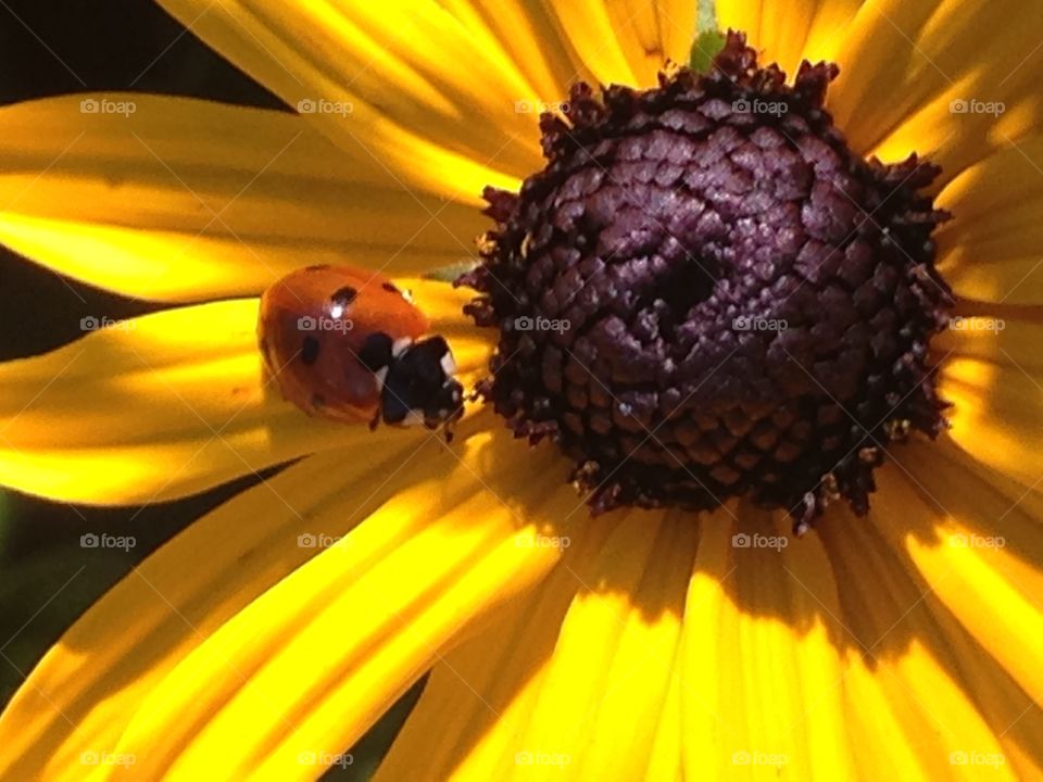 Ladybug in blackeye Susan