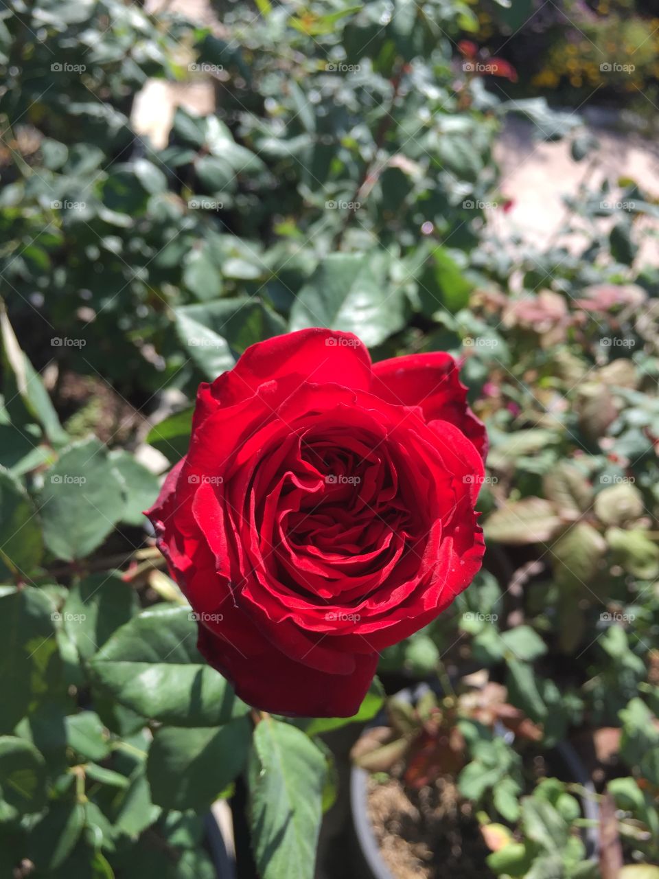 Flower, Rose, Nature, Leaf, Garden