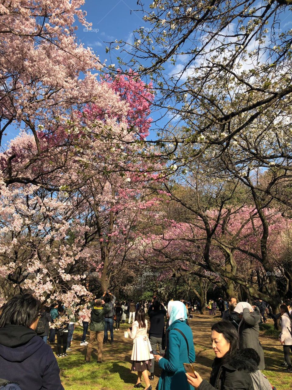 Cherry blossom. Isn’t it beautiful? Let’s go out for a stroll and see what nature has show.