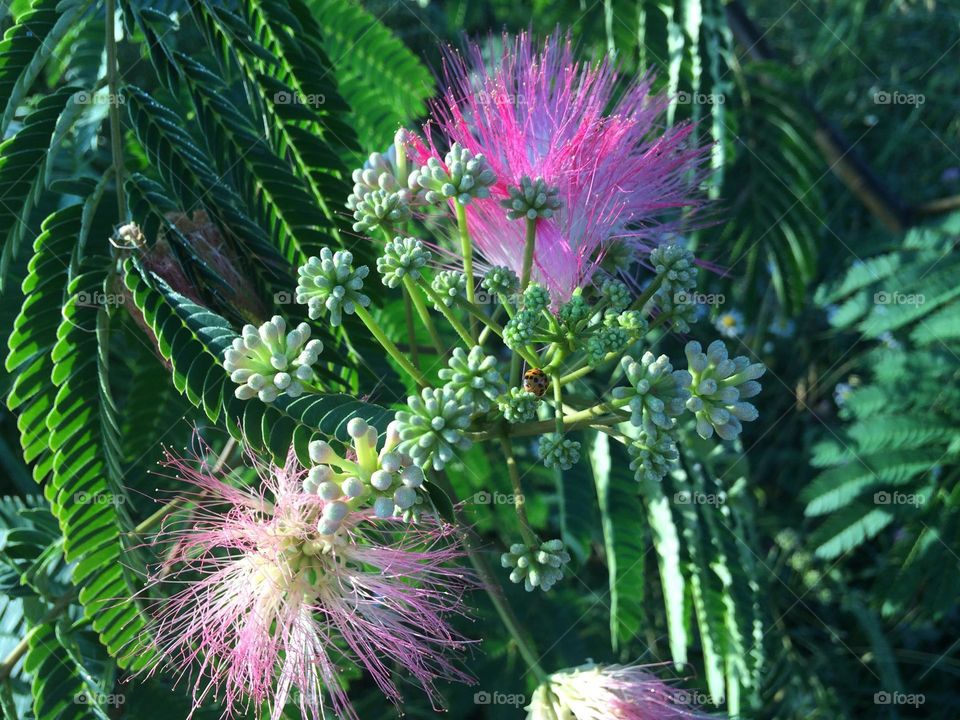 ladybug in the plants