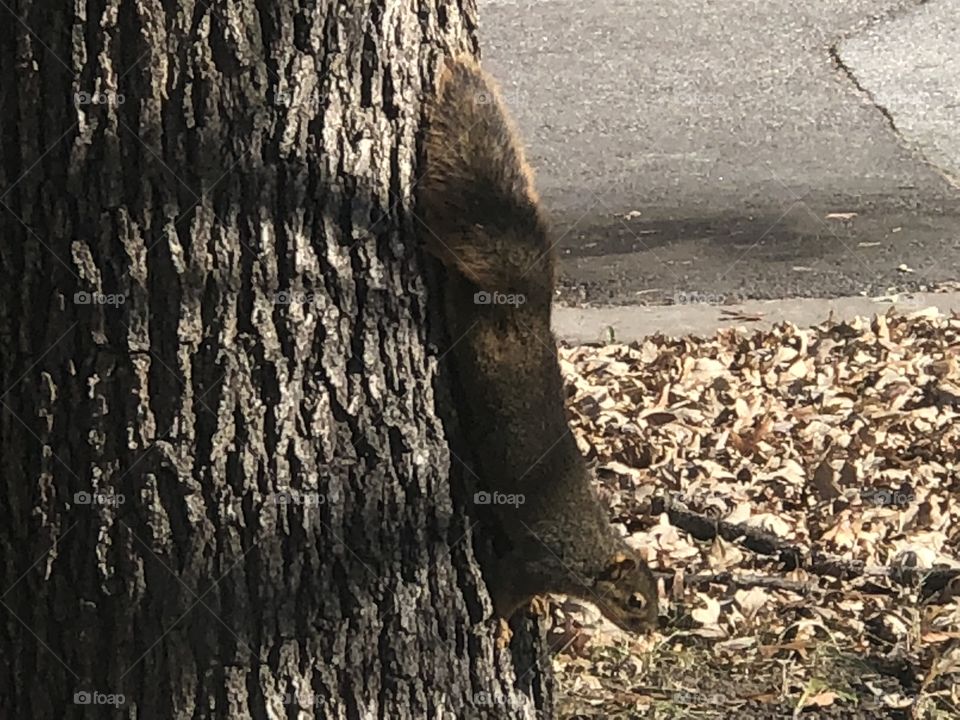 Squirrel rodent upside down on tree