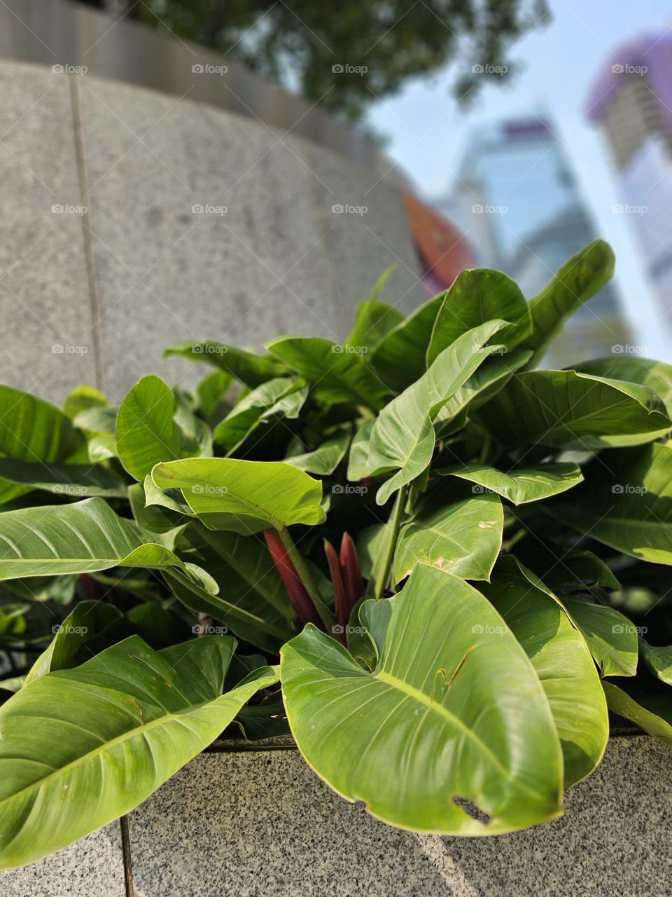 Plants along Admiralty Hong Kong