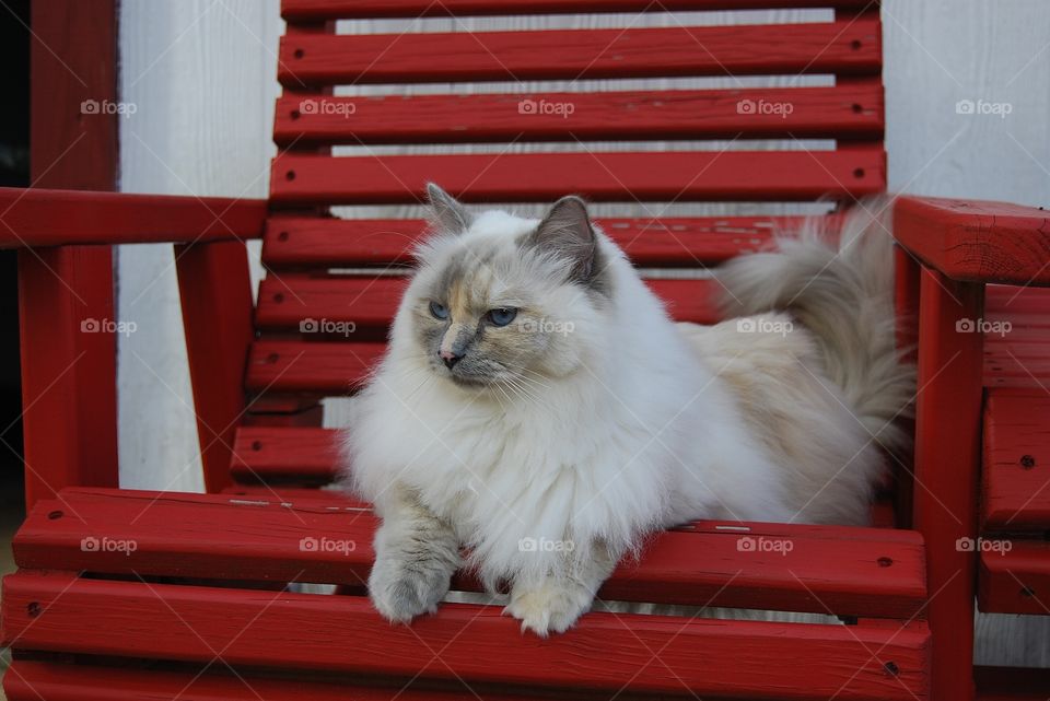 Ragdoll cat