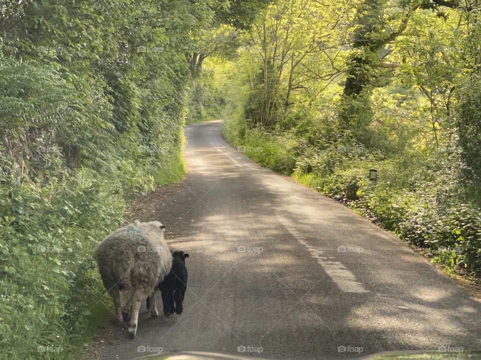 Sheep on a road