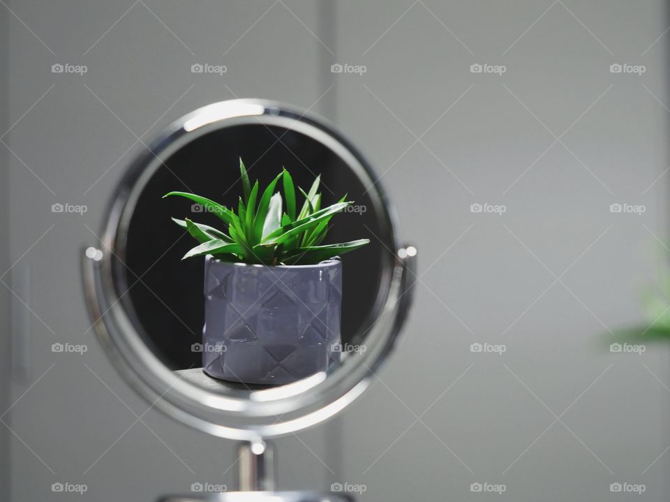 Succulent plant reflection