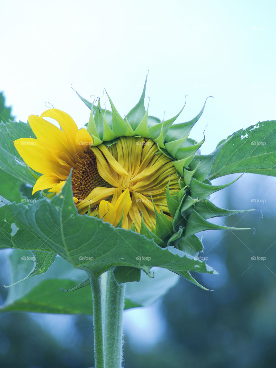 Perfect imperfections in a beautiful sunflower with only a few petals open and the others still closed.