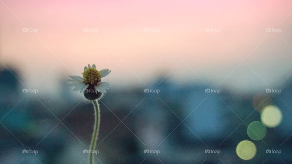 Just ordinary small bloom grass flower
