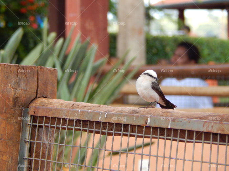 Tiny black and white