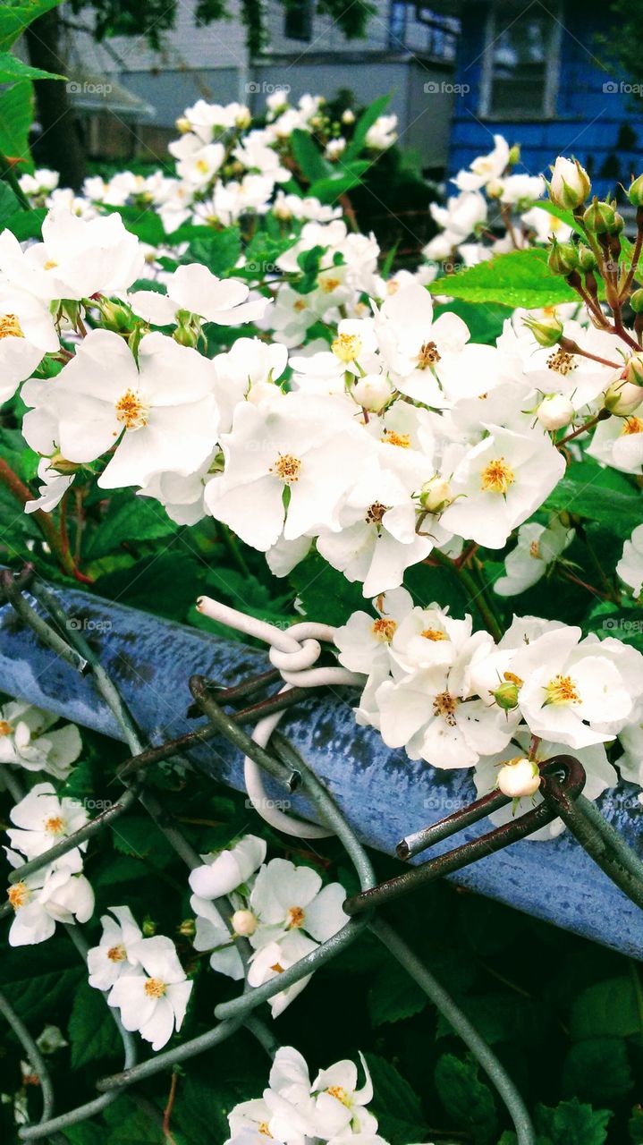 Flower, No Person, Nature, Leaf, Garden