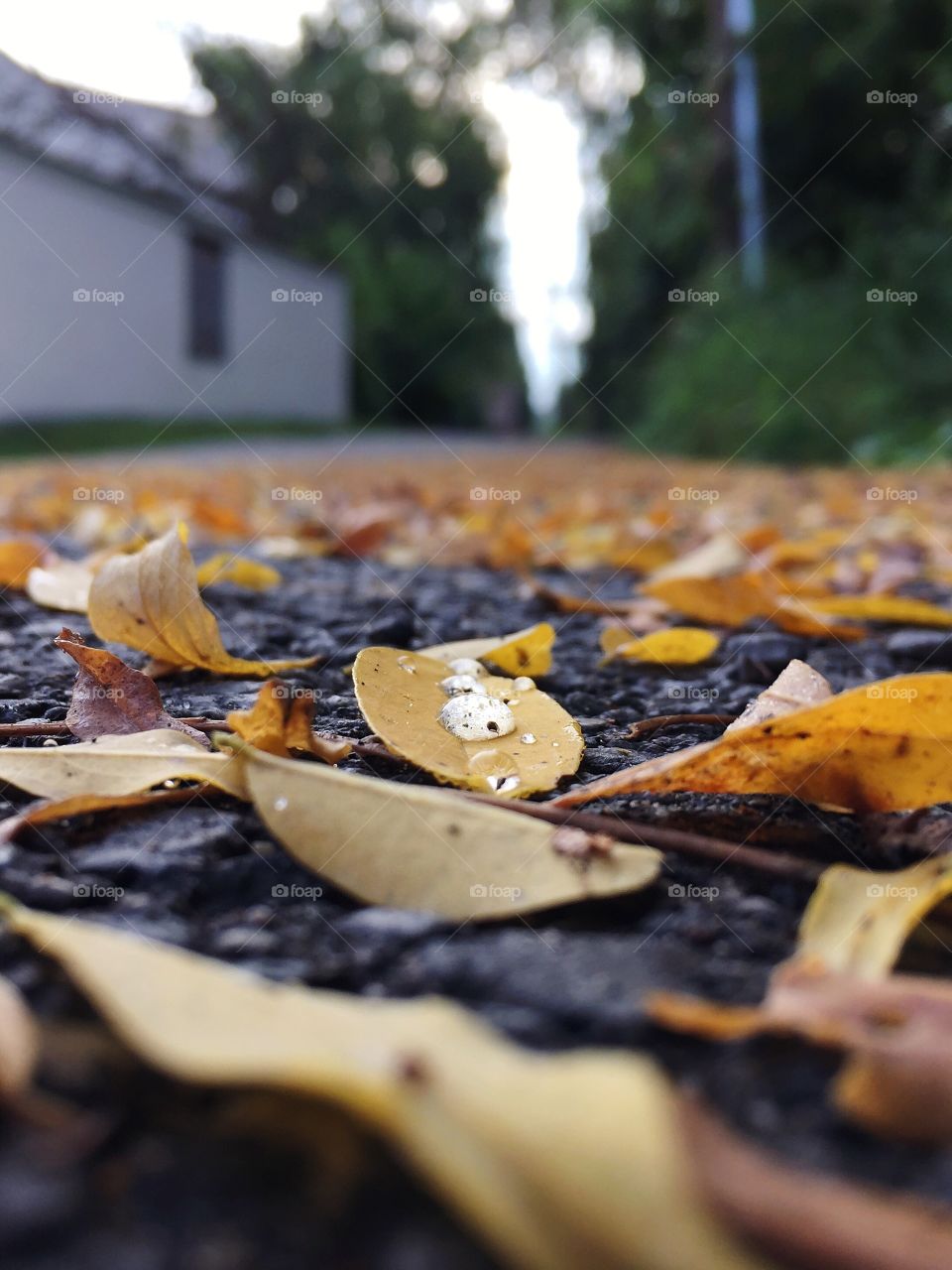 Wet yellow leaves autumn cityscape 