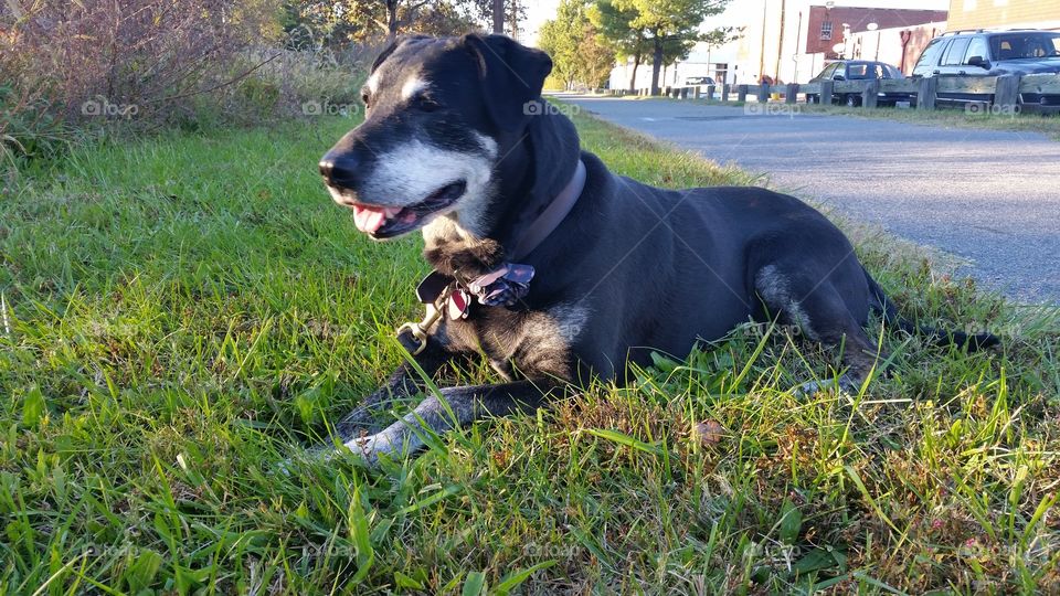 Dog resting on trail
