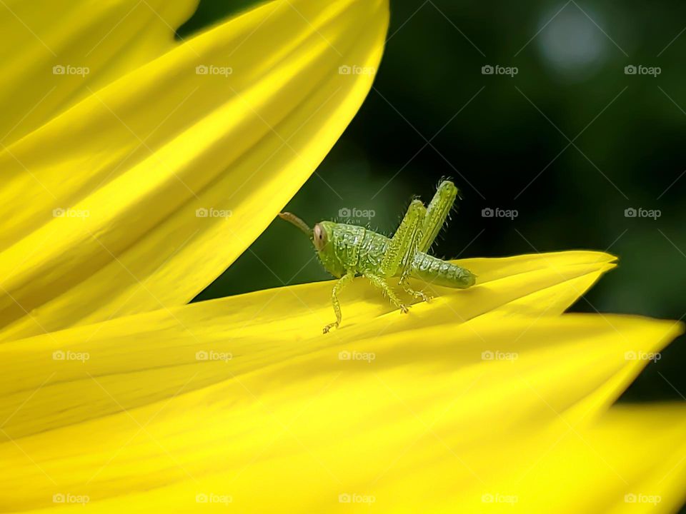 Closeup of shiny baby insect on yellow flower