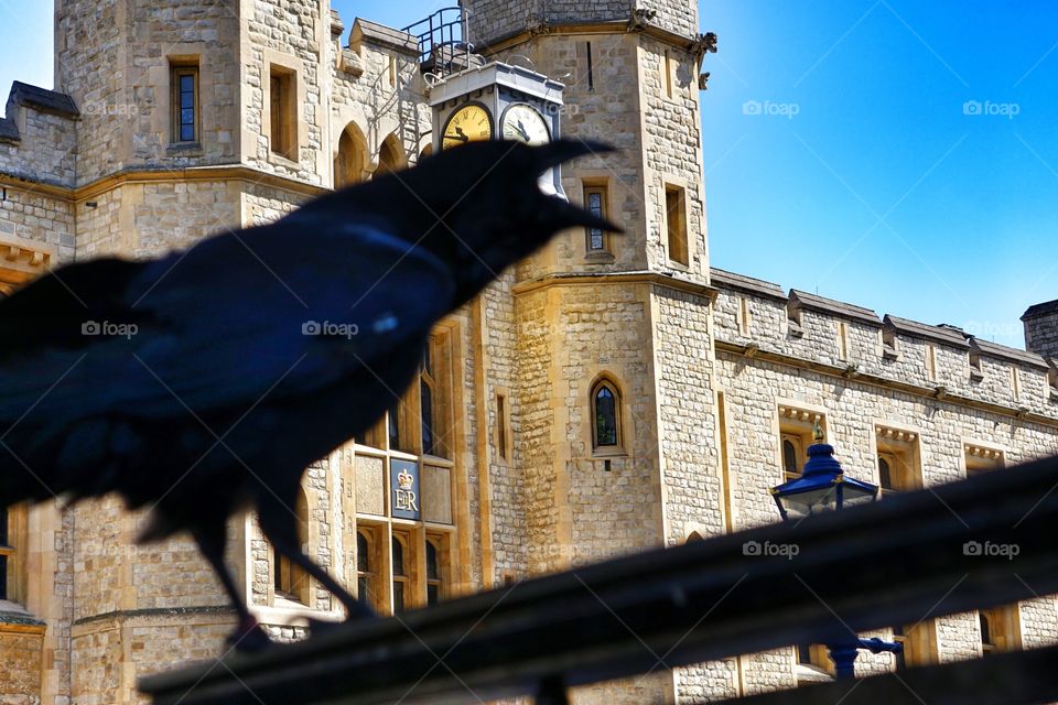 Ravens in front of the crown jewels at the Tower of London. 
