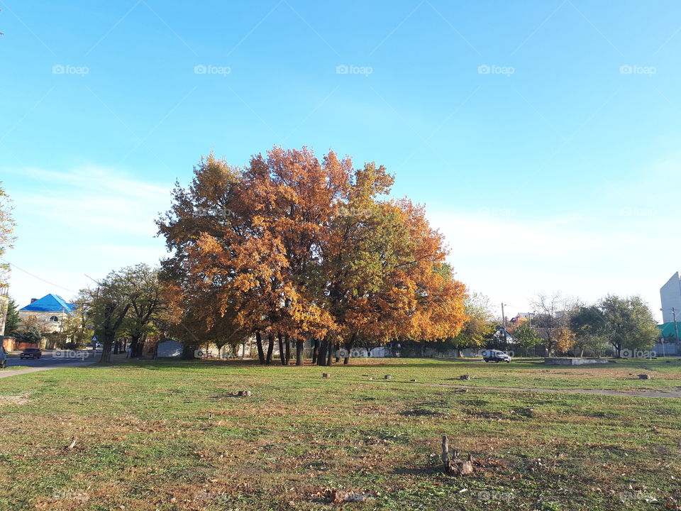 Autumn landscape. Big tree