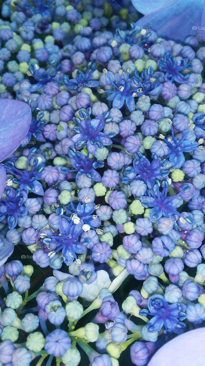 Flower, Nature, Flora, Floral, Garden