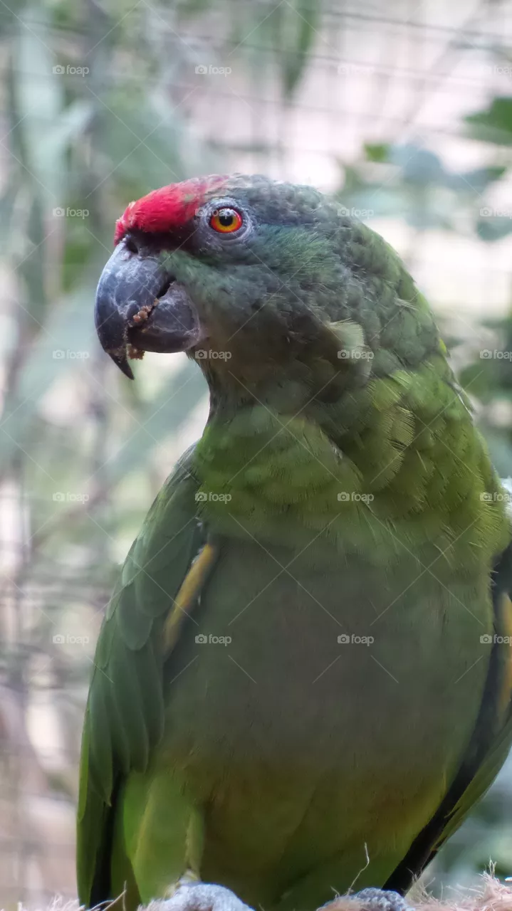 parrot
