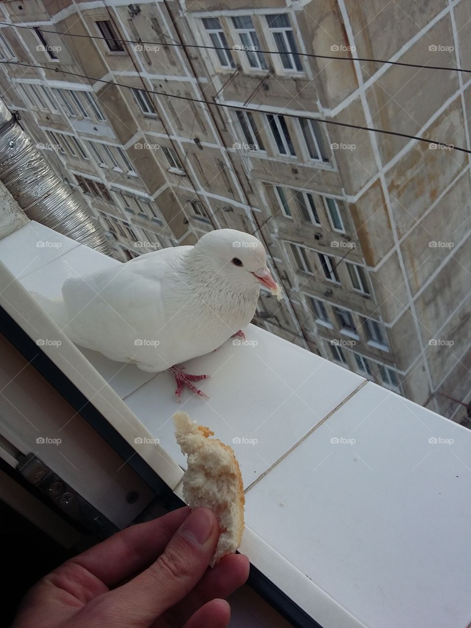 White Pigeon 2