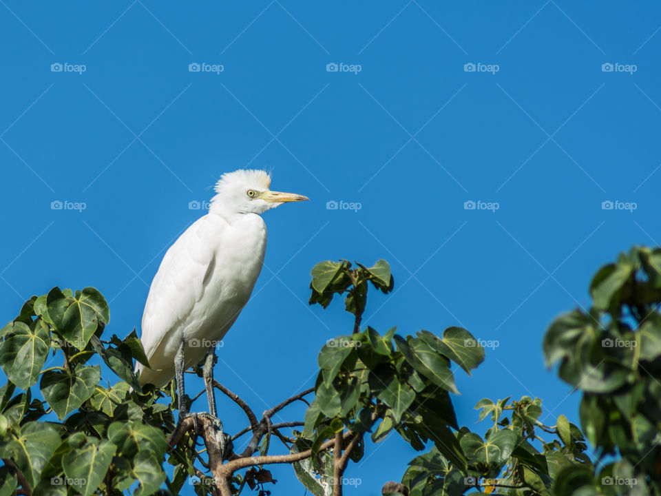cattle egret