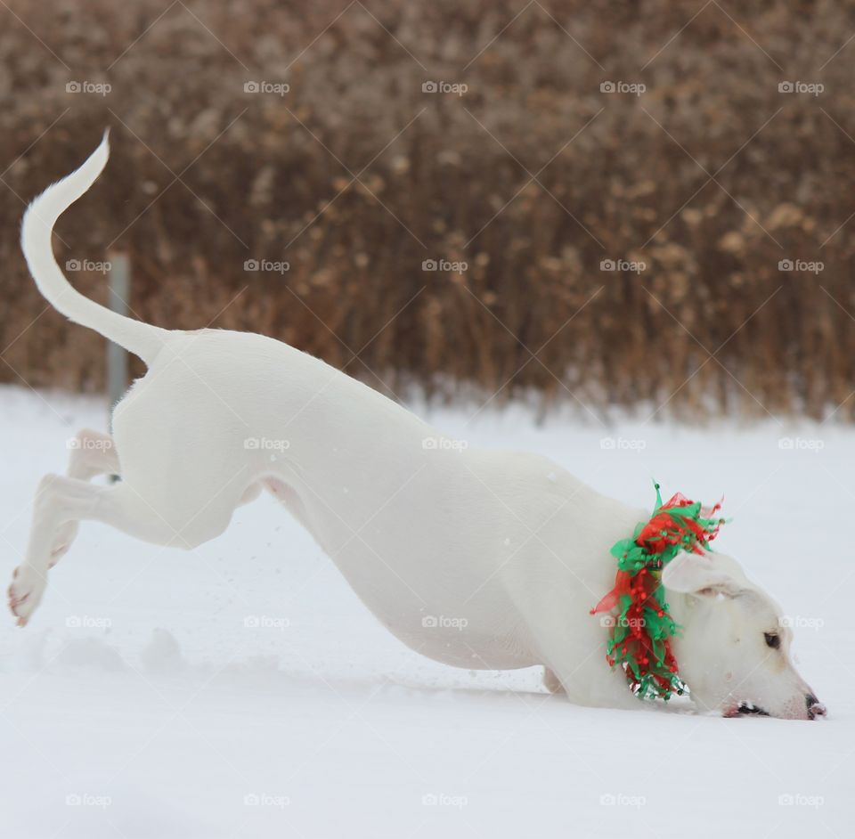 playing in the snow with my dog over the Holidays. Elle is wearing her Christmas decor