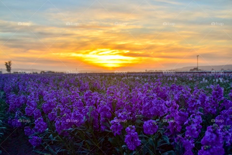 California sunset and flowers