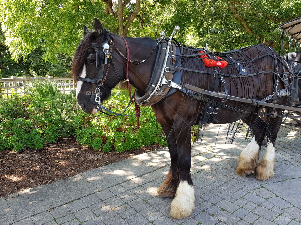 Yorkshire horse